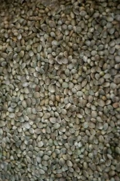 Hennep 10kg -Guru Verkoopwinkel hengelsportlauwe hennep 10kg 2